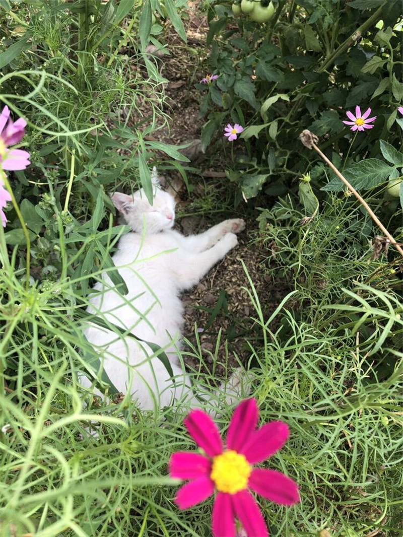稚龟、午睡的猫、鸟蛋(图2)