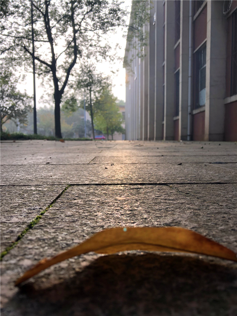 桥、晨曦中的小花、落叶(图3)