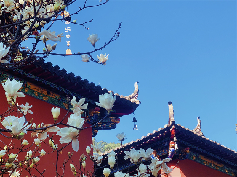 远山古刹，暗香浮动(图2)